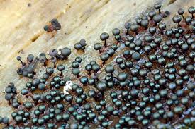 Attēlu rezultāti vaicājumam “Lamproderma violaceum spores”