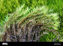 Attēlu rezultāti vaicājumam “| Dicranum”