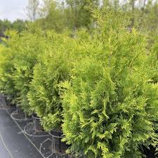 Attēlu rezultāti vaicājumam “Thuja occidentalis”