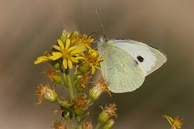 Attēlu rezultāti vaicājumam “Pieris brassicae male”