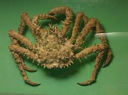 Image result for Lithodes maja
