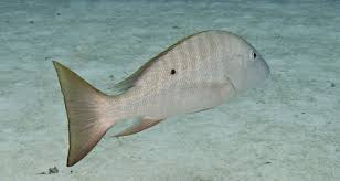 Image result for Lutjanus alexandrei