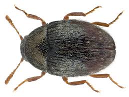 Attēlu rezultāti vaicājumam “Byrrhidae”