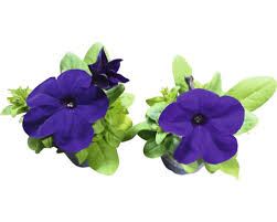 Image result for Petunie