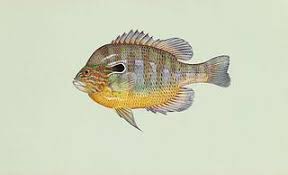 Image result for Lepomis cyanellus