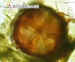 Attēlu rezultāti vaicājumam “Chara contraria”