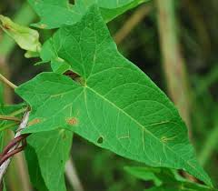 Attēlu rezultāti vaicājumam “Calystegia inflata leaf”