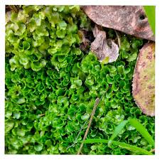 Attēlu rezultāti vaicājumam “Pellia”