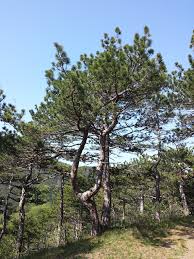 Attēlu rezultāti vaicājumam “Pinus nigra”
