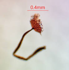 Attēlu rezultāti vaicājumam “Cribraria piriformis macro”