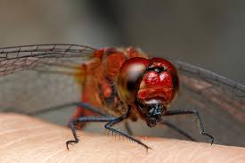 Attēlu rezultāti vaicājumam “Sympetrum sanguineum male”