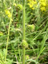 Attēlu rezultāti vaicājumam “Agrimonia eupatoria fruit”