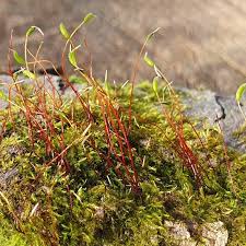 Attēlu rezultāti vaicājumam “Herzogiella seligeri”