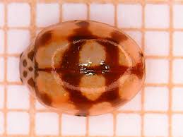 Attēlu rezultāti vaicājumam “Myrrha octodecimguttata”