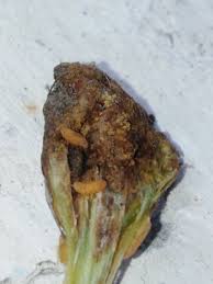 Attēlu rezultāti vaicājumam “Lasioptera rubi”