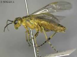 Attēlu rezultāti vaicājumam “Rhogogaster picta”