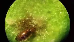 Attēlu rezultāti vaicājumam “Latridiidae”