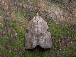 Attēlu rezultāti vaicājumam “Lozotaenia forsterana”