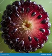 Attēlu rezultāti vaicājumam “Rubus caesius fruit”