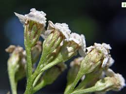 Attēlu rezultāti vaicājumam “Achillea salicifolia flower”
