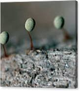 Attēlu rezultāti vaicājumam “Physarum penetrale macro”