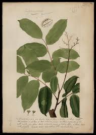 Attēlu rezultāti vaicājumam “Leguminosae”