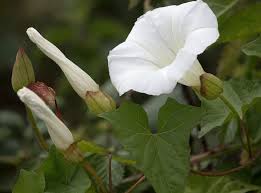 Attēlu rezultāti vaicājumam “Calystegia sepium fruit”