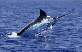 Image result for Makaira mazara