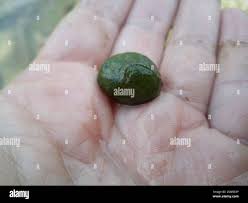 Attēlu rezultāti vaicājumam “Nostoc pruniforme”