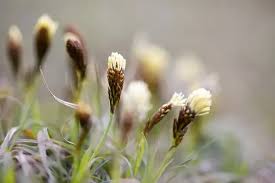 Attēlu rezultāti vaicājumam “Carex caryophyllea flower”