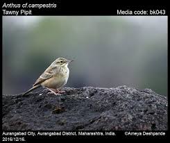 Image result for Anthus campestris