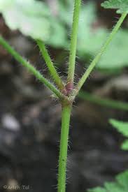 Attēlu rezultāti vaicājumam “Geranium robertianum leaf”