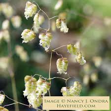 Attēlu rezultāti vaicājumam “Briza media flower”