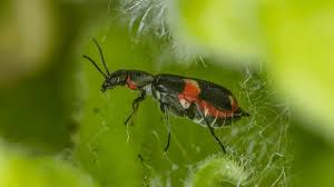 Attēlu rezultāti vaicājumam “Anthocomus fasciatus”