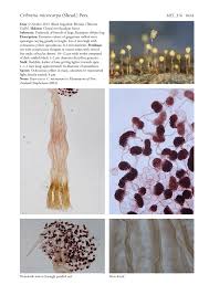 Attēlu rezultāti vaicājumam “Cribraria ferruginea spores”