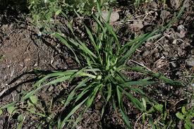Attēlu rezultāti vaicājumam “Holcus lanatus  fruit”