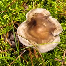 Attēlu rezultāti vaicājumam “Cantharellula umbonata”