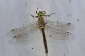 Attēlu rezultāti vaicājumam “Anax parthenope”