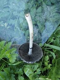 Attēlu rezultāti vaicājumam “Panaeolus papilionaceus”