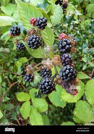 Attēlu rezultāti vaicājumam “Rubus plicatus fruit”