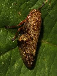 Attēlu rezultāti vaicājumam “Aphrophoridae”