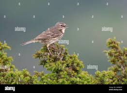 Attēlu rezultāti vaicājumam “Anthus petrosus adult”