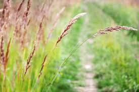 Attēlu rezultāti vaicājumam “Festuca rubra subsp. rubra”