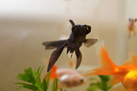 Image result for 出目金