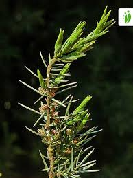 Attēlu rezultāti vaicājumam “Juniperus communis male flower”