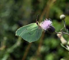 Attēlu rezultāti vaicājumam “Gonepteryx rhamni female”