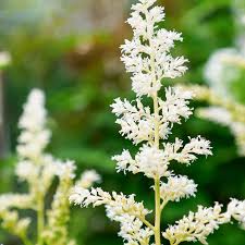 Image result for Astilbe
