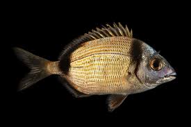 Image result for Diplodus vulgaris