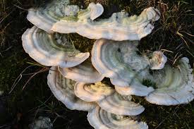 Attēlu rezultāti vaicājumam “Trametes hirsuta”