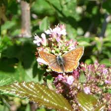 Image result for Papilionoidea